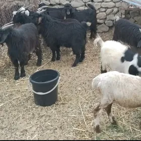 Çewiş
