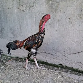 Taşgent horaz