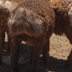 Tokly goç