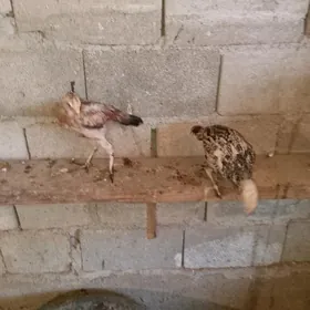 Taşket mâki