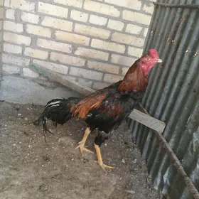 horaz