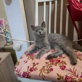 Шотландский котенок 3 месяца