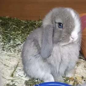 Минилоп (Mini Lop)