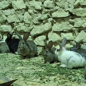 Towşan