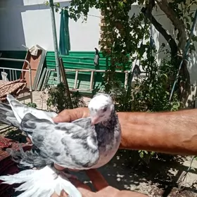 Мермер. Чубатый тупоносый.
