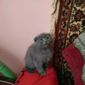 Шотландские вислоухие котята