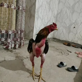 horaz
