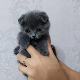 Вислоухий котёнок