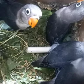 попугаи неразлучники