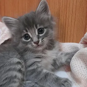 отдам котенка