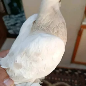 kepderi