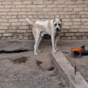 собака