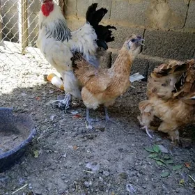 brama towuk ve horaz