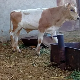 okuzceler gulajynlar