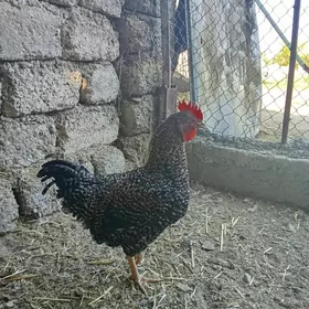 Daminat horaz