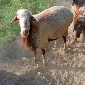 Goç