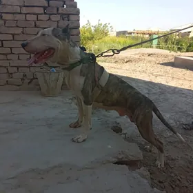 pitbul