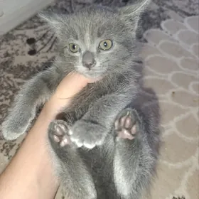 ,БРИТАНСКИЕ КОТЯТА 