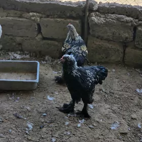 towuk daminant brama horazlar