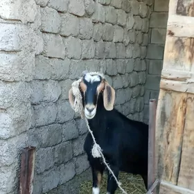 geçi