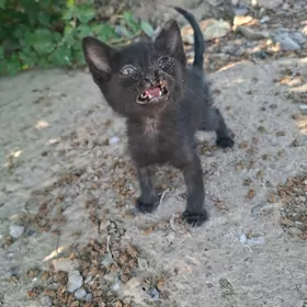 Pişik/Котёнок