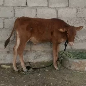 öküzce
