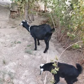 geçi owlak