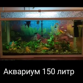 Akvarium