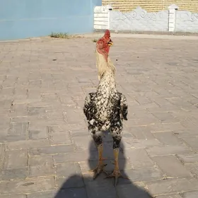 horaz