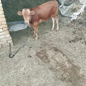 okuzce
