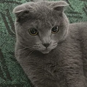 шотландская кошка