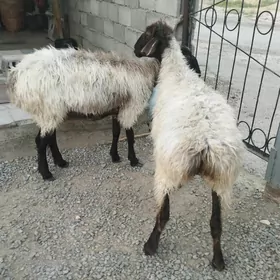 öweç