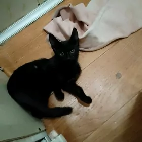котята