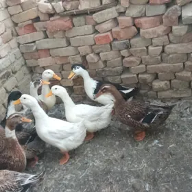 guş