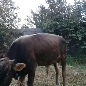 öküz.