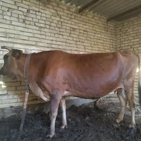 bakylan sygyr
