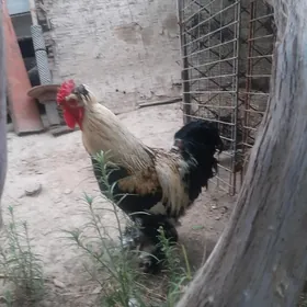 horaz