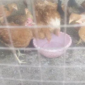 JUJELER