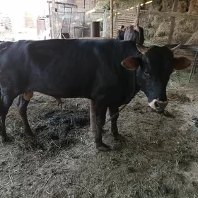 öküz