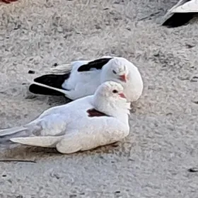 kepderi
