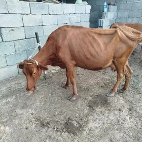 sygyr