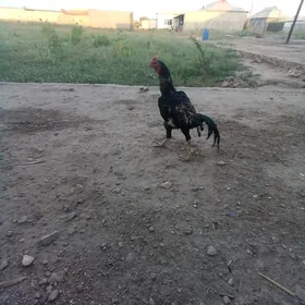 Dakan