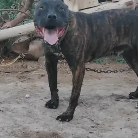 Pidbull
