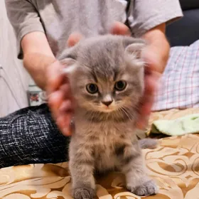 котики