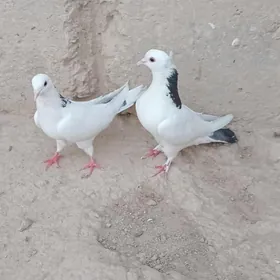 kepderi