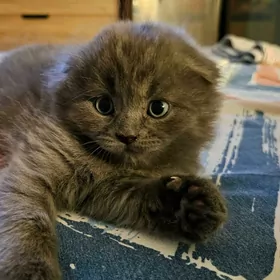 котики