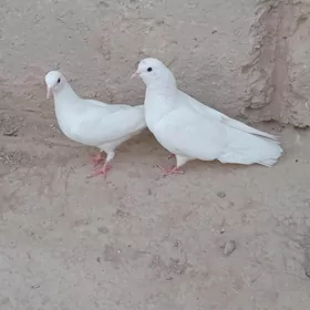 kepderi