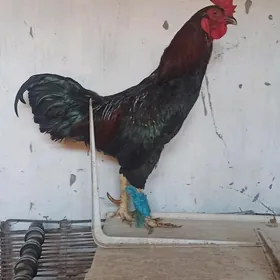 horaz