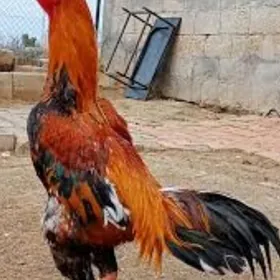 horaz