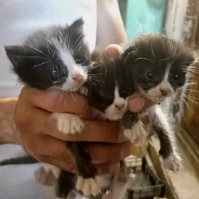 милые котята